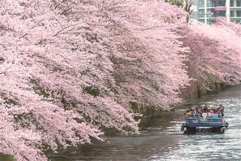 目黒川桜クルーズ(春頃撮影)